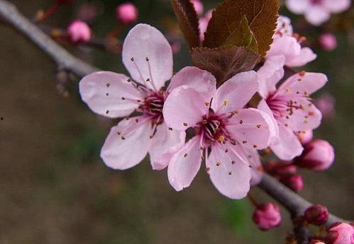 富贵临门喜从天降